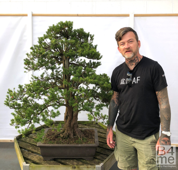 harry harrington Taxus Yew bonsai